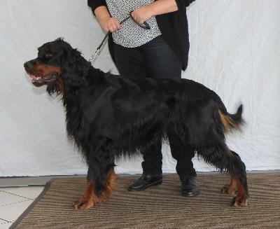 Forestersblackdiamond